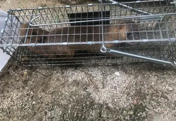 奈良市の施設ネズミ駆除のケース
