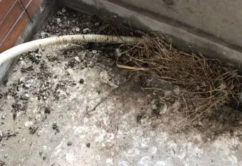 川西市ハト駆除の事例