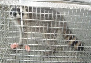 川西市のアライグマ駆除のケース