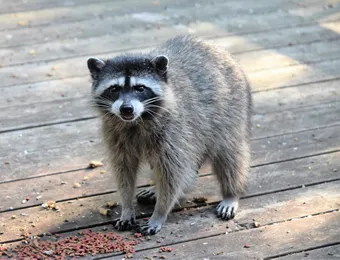 アライグマ駆除はトータルクリーンまで