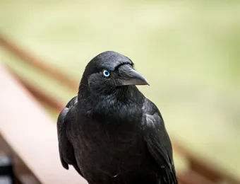 害鳥駆除はトータルクリーンまで