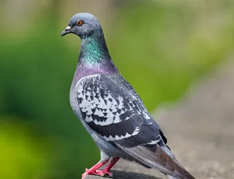 ハト(鳩)駆除はトータルクリーンまで