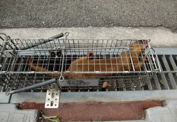 奈良市ゴキブリ駆除の事例