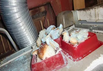 神戸市北区のネズミ駆除の事例