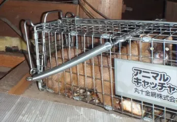 神戸市北区のイタチ駆除の事例