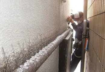 京都市左京区のハト駆除の事例