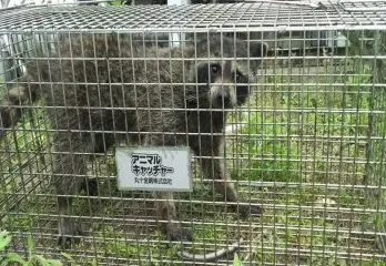 京都市アライグマ駆除の事例