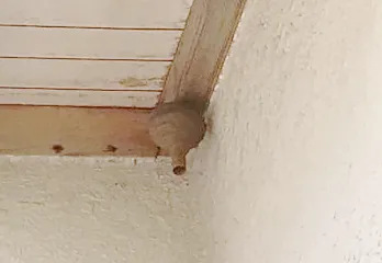 西宮市のスズメハチ駆除の事例