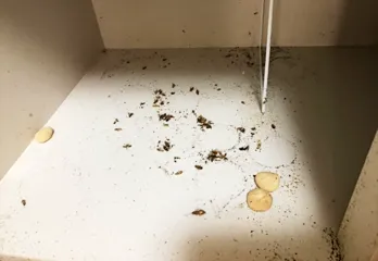 西宮市ゴキブリ駆除の事例