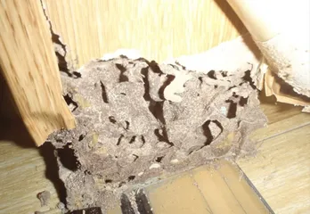 京都市右京区シロアリ駆除の事例