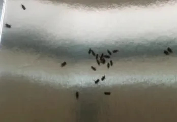 堺市のコクゾウムシ駆除の事例