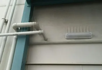 神戸市北区のハト駆除のケース
