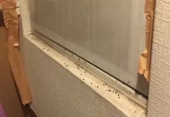 神戸市のチョウバエ駆除のケース