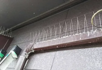 西宮市のハト駆除のケース