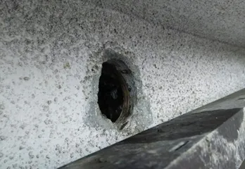西宮市のエアコンホースにムクドリ