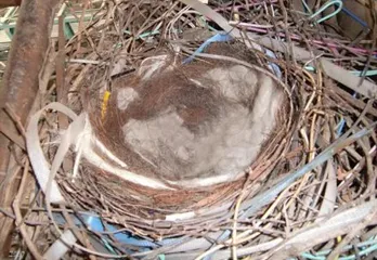 京都市の工場のカラスの巣撤去のケース
