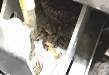 堺市駐車場のアシナガバチ駆除のケース