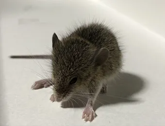ネズミ駆除はトータルクリーンまで
