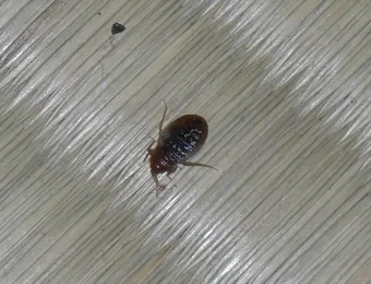 トコジラミ駆除はトータルクリーンまで