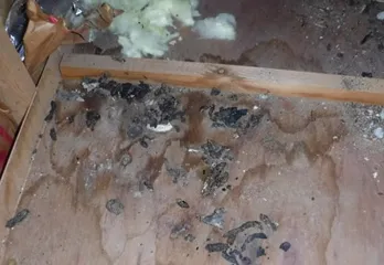 奈良市のイタチ駆除の事例