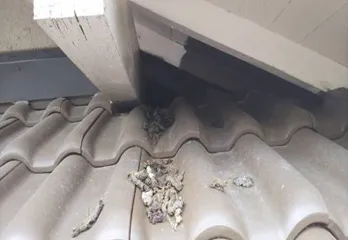 奈良市のアライグマ駆除のケース