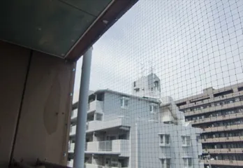堺市堺区のハト駆除の事例