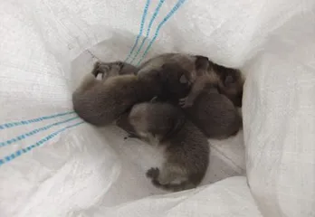 堺市のアライグマ対策・駆除の事例