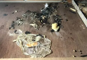 堺市西区のイタチ駆除のケース