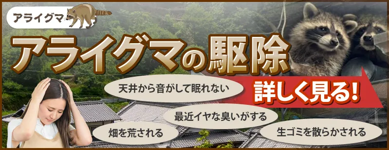 アライグマの駆除を詳しく見る