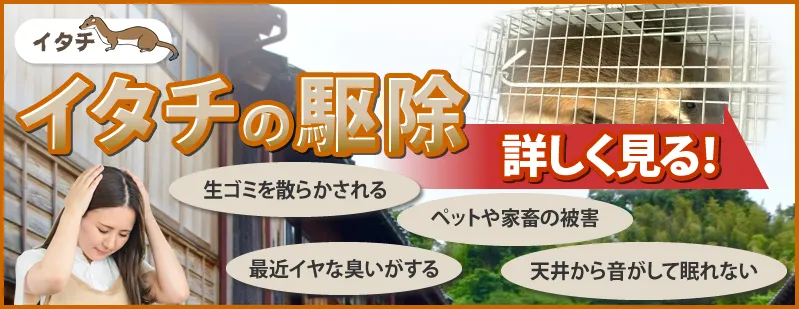 イタチの駆除を詳しく見る
