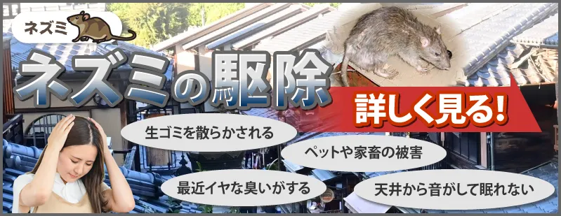 ネズミの駆除を詳しく見る