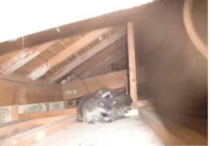 京都市左京区・個人宅のアライグマ