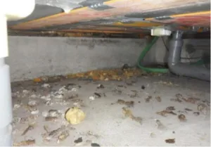 大阪府摂津市・イタチの糞清掃・消毒