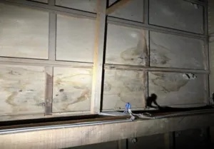 京都市東山区・イタチの糞尿清掃・消毒