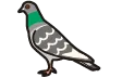 鳩