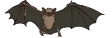 コウモリ