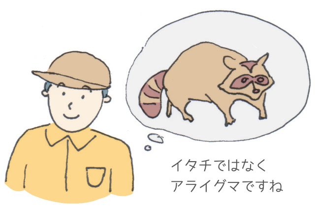 イタチではなくアライグマですね