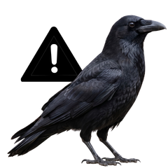 カラス