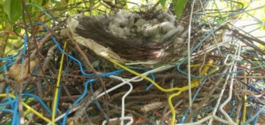 兵庫県伊丹市施設のカラスの巣撤