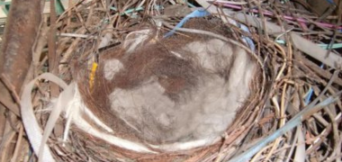 奈良県大和郡山市個人宅のカラスの巣