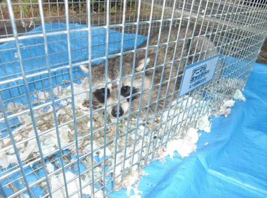 宝塚市アライグマ駆除