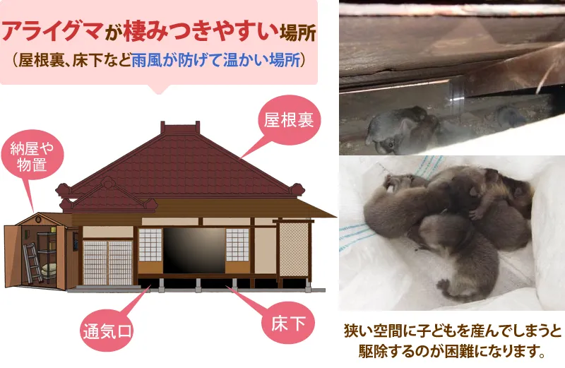 アライグマが棲みつきやすい場所