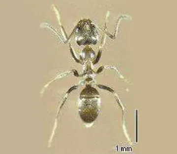 アルゼンチンアリ