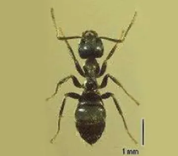 トビイロケアリ