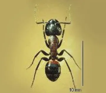 ムネアカオオアリ