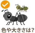アリの色や大きさは?