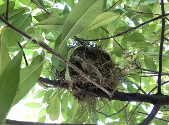 大阪市平野区害鳥駆除