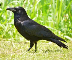 ハシボソガラス