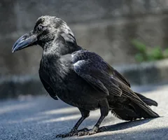 ハシブトガラス