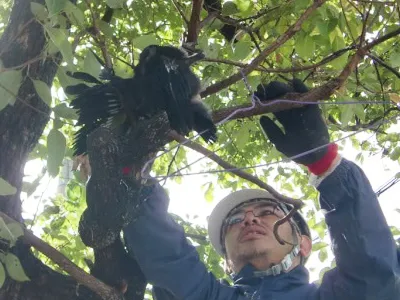 庭の害鳥の巣撤去
